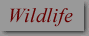 Wildlife